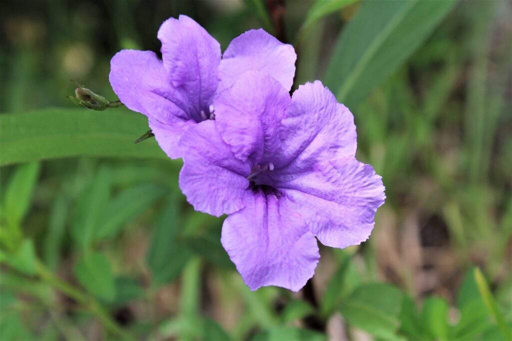By TheLazyPineapple flower florida 1 scaled