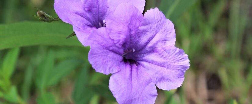 Flowers that Bloom Year-Round in Florida