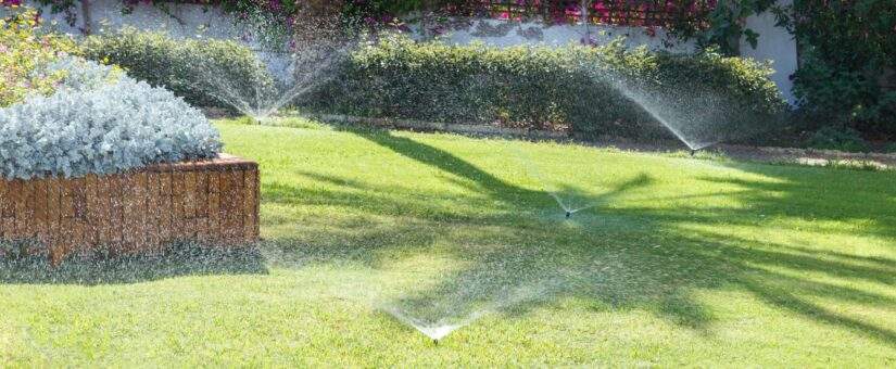 What to Do If Your Lawn is Overwatered